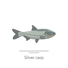 Silver capr icon. Outline colorful icon of carp fish on white. Vector illustration