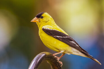 Gold Finch on a branch