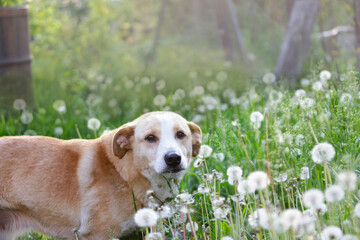 beautiful dog walks in a clearing with dandelions