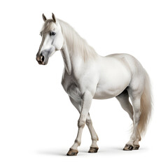 Obraz premium Horse isolated on white background