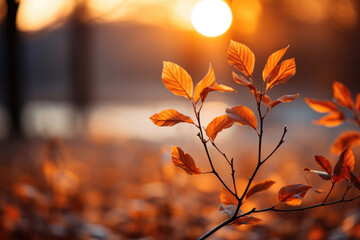 An autumn background of foliage at sunset