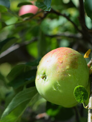 Close-up of a single apple on a tree branch with rain drops 