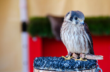 American kestrel (Falco sparverius) bird