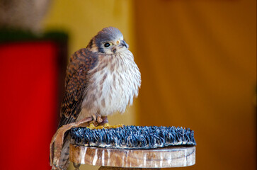 American kestrel (Falco sparverius) bird