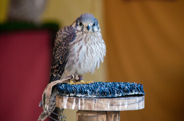 American kestrel (Falco sparverius) bird