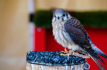 American kestrel (Falco sparverius) bird