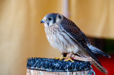 American kestrel (Falco sparverius) bird