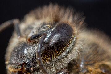Bee in macro photography with fine details of the insect's eye