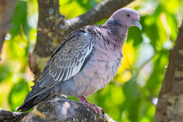 Wild dove known as 