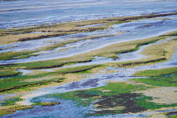 Des rochers et des algues, à marée basse