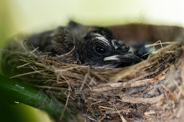 New born birds waiting mother bird feeding in the nest on branch tree and green background.