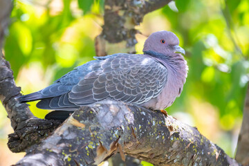 Wild dove known as 