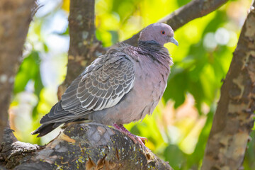 Wild dove known as 