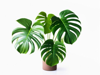 clean image of a large leaf house plant Monstera deliciosa in a pot on a white background
