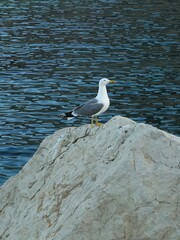 Una gaviota subida en una roca en el mar 