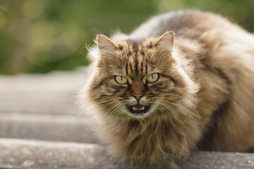 Naklejka na ściany i meble Siberian cat with open mouth looks, against the background of nature, day