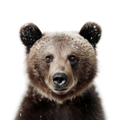 Obraz premium A majestic bear with a snowy face in the wilderness