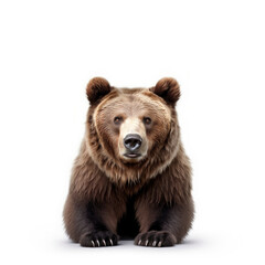 A majestic brown bear sitting on a snowy white floor