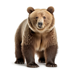A majestic brown bear standing tall against a clean white backdrop