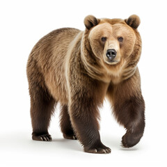 A majestic brown bear standing against a stark white background