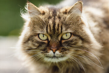 Siberian cat, against the background of nature, day