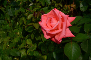 flower, nature, summer, color, plant, red, green, garden, day, flowers, spring, blossom, real time, beautiful, bloom, beauty, no people, field, closeup, flora, floral, sunny, grass, petal, pink