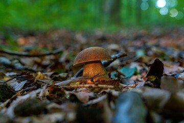 Beautiful boletus edulis mushroom banner in amazing green moss. Old magic forest mushrooms background. White mushroom in sunny day.