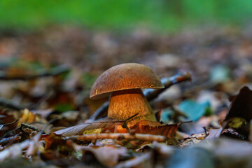 Fototapeta premium Beautiful boletus edulis mushroom banner in amazing green moss. Old magic forest mushrooms background. White mushroom in sunny day.