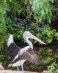 Australian Pelican Showing His Wings