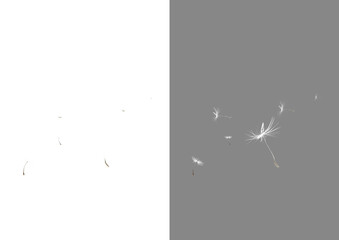 Dandolian flowers set isolated on transparent background, flying dandelion buds, dandelion seeds, summer spring flowers, png