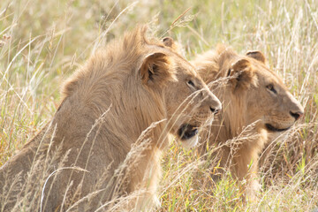 Tanzania - Serengeti - A pair of Lions staring off into the distance.