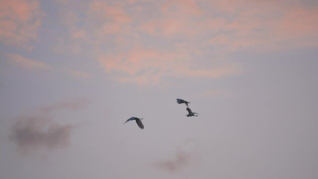 Birds flock flying on sunset sky background