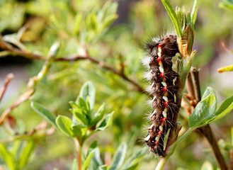 Hairy caterpillar of grass moth with red and white dots