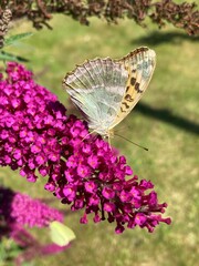 Great Spangled Fritillary butterfly sittin on a pink buddleja flower and drinking some nectar