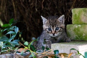 Portrait of a little kitten on the nature.