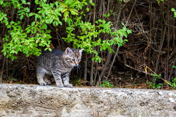 Portrait of a little kitten on the nature.