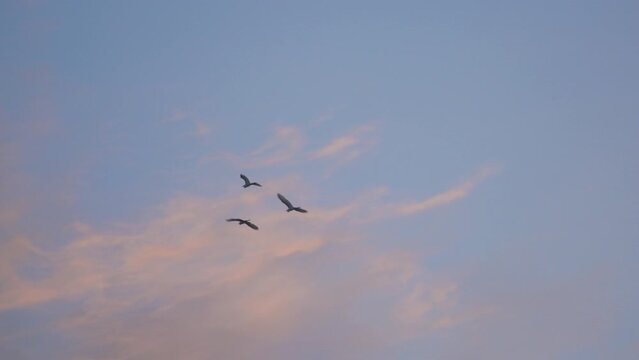 Birds flock flying on sunset sky background