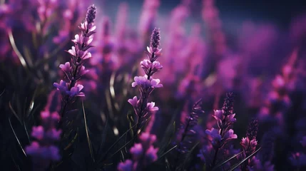 Fotobehang  Lavender flowers on dark textured background © Iarte
