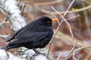 blackbird in snow