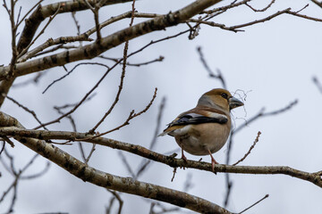 female cardinal on a branch