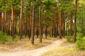 path among trees, in a pine forest