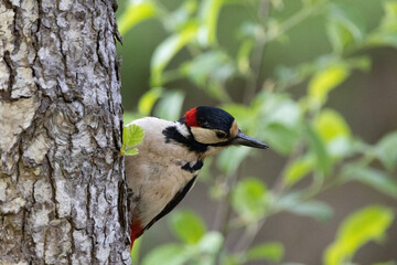 spotted woodpecker