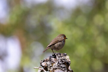 female house sparrow