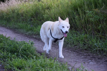 off leash dog running in country road