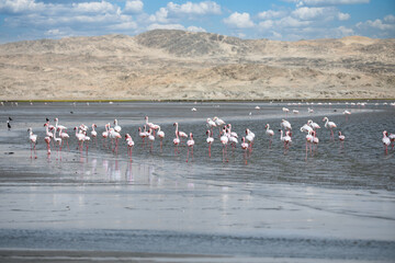 flamingos in luderitz diaz point, namibia
