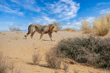 Lion at kgalagadi national park, south africa.tif