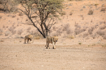 Lion at kgalagadi national park, south africa