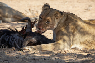 lions in the kgalagadi transfrontier park, south africa