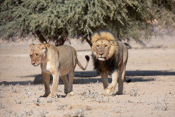 lions in the kgalagadi transfrontier park, south africa