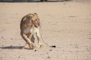 Fototapeta na wymiar lions in the kgalagadi transfrontier park, south africa